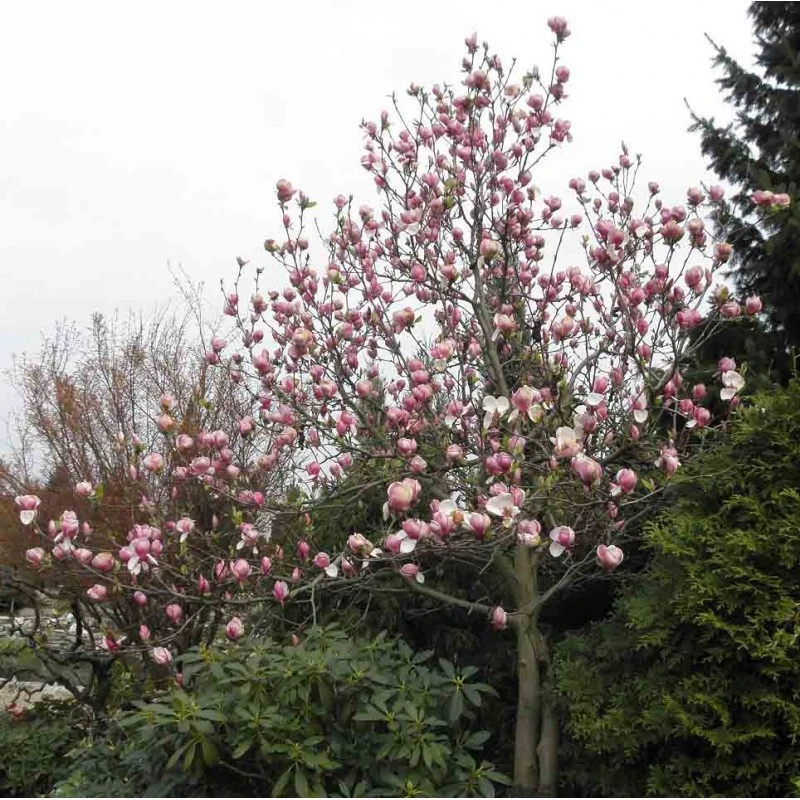 Magnolia ×soulangeana 'Lennei' (Magnolia Soulange'a 'Lennei)