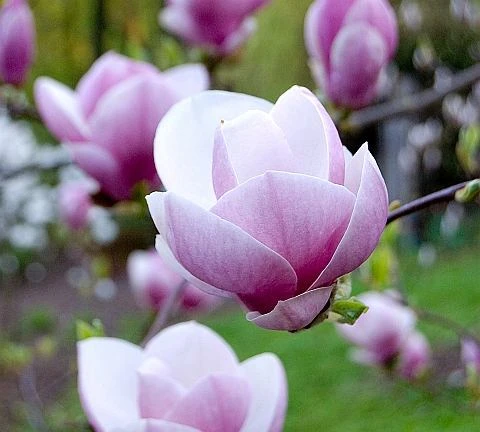 Magnolia ×soulangeana 'Lennei' (Magnolia Soulange'a 'Lennei)