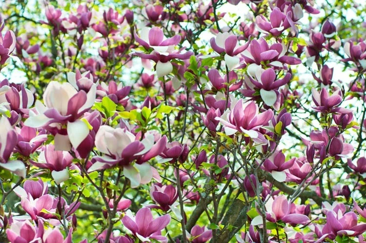 Magnolia ×soulangeana 'Lennei' (Magnolia Soulange'a 'Lennei)