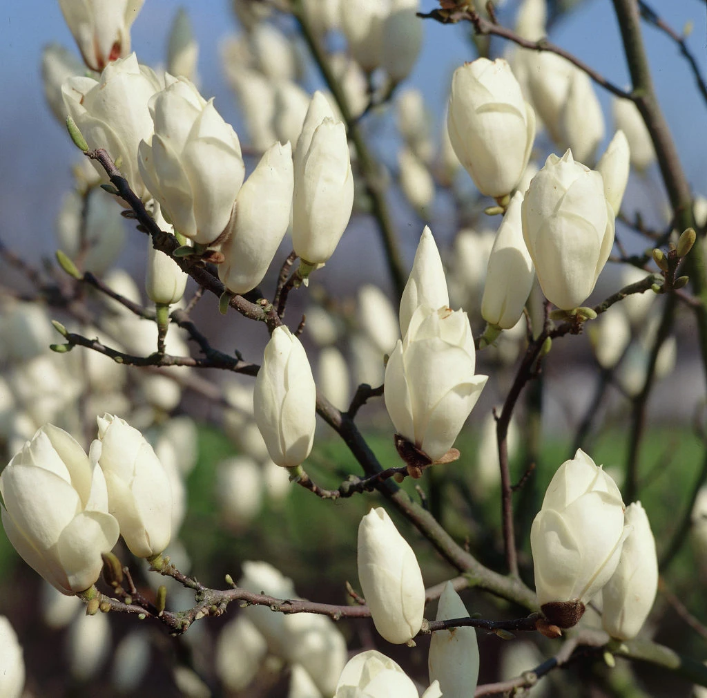 Magnolia soulangeana 'Alba Superba' (Magnolia pośrednia 'Alba Superba')