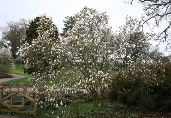 Magnolia soulangeana 'Alba Superba' (Magnolia pośrednia 'Alba Superba')
