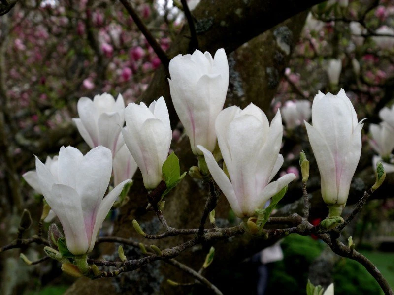Magnolia soulangeana 'Alba Superba' (Magnolia pośrednia 'Alba Superba')