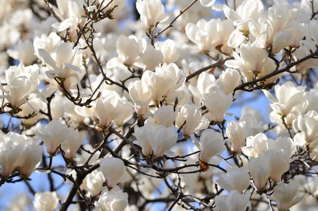 Magnolia soulangeana 'Alba Superba' (Magnolia pośrednia 'Alba Superba')