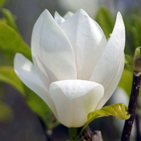 Magnolia soulangeana 'Alba Superba' (Magnolia pośrednia 'Alba Superba')