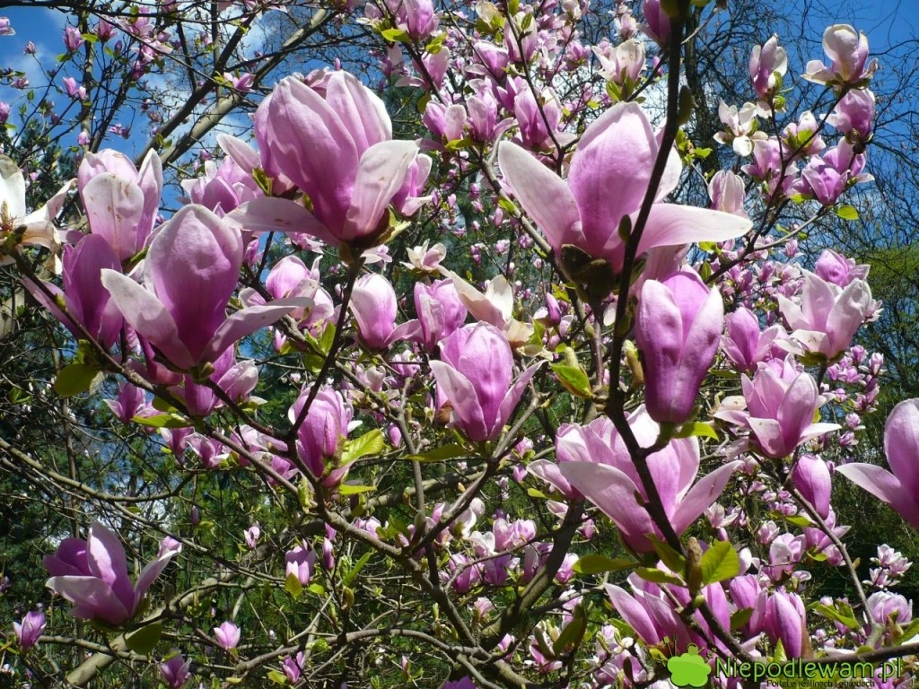 Magnolia ×soulangeana 'Rustica Rubra' (Magnolia pośrednia 'Rustica Rubra')