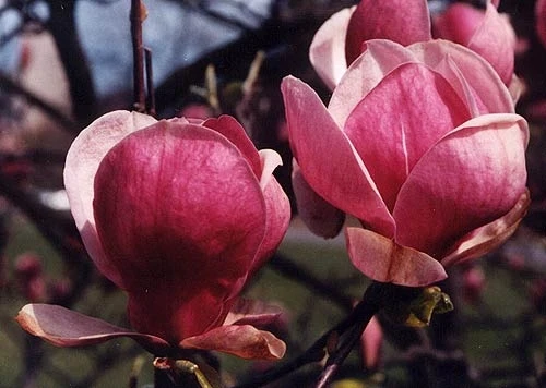 Magnolia ×soulangeana 'Rustica Rubra' (Magnolia pośrednia 'Rustica Rubra')