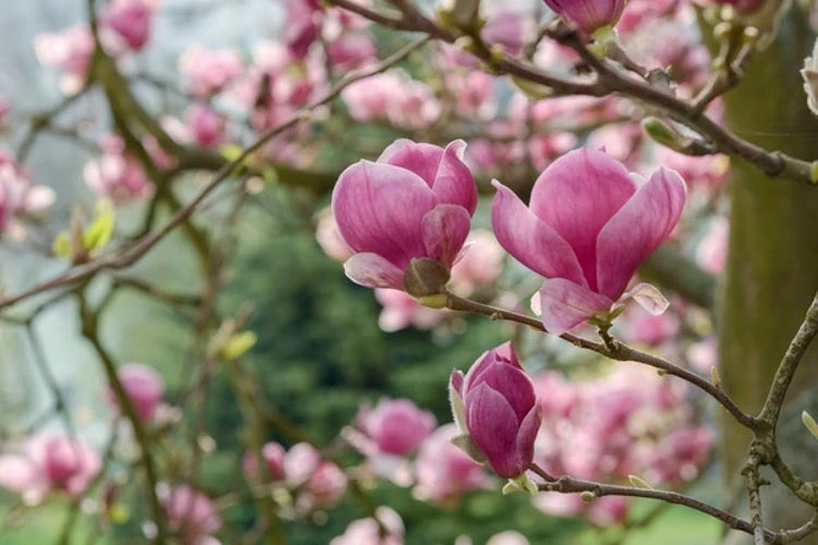 Magnolia ×soulangeana 'Rustica Rubra' (Magnolia pośrednia 'Rustica Rubra')