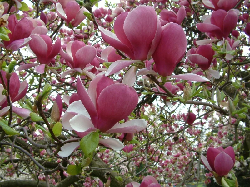 Magnolia ×soulangeana 'Rustica Rubra' (Magnolia pośrednia 'Rustica Rubra')