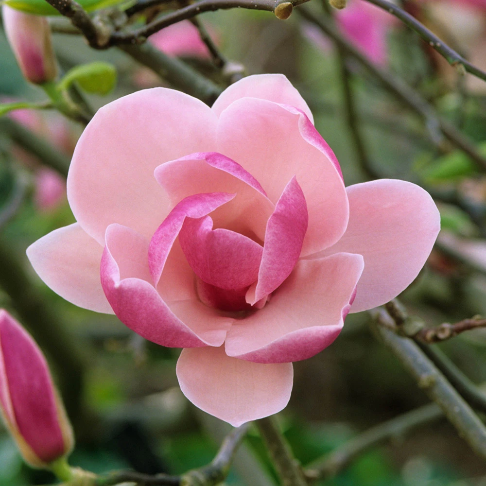 Magnolia ×soulangeana 'Rustica Rubra' (Magnolia pośrednia 'Rustica Rubra')