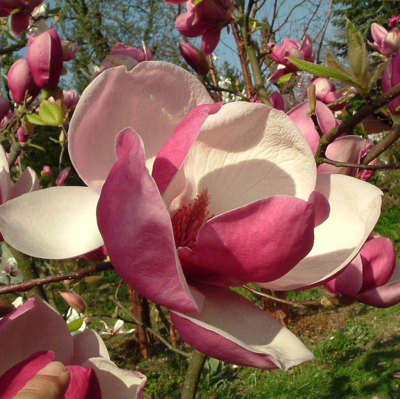 Magnolia ×soulangeana 'Rustica Rubra' (Magnolia pośrednia 'Rustica Rubra')