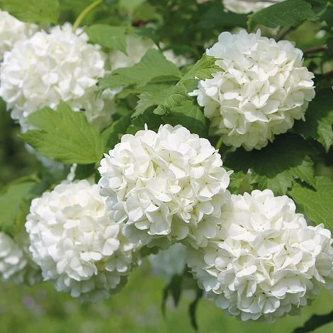 Viburnum opulus 'Roseum' (Kalina koralowa 'Roseum')