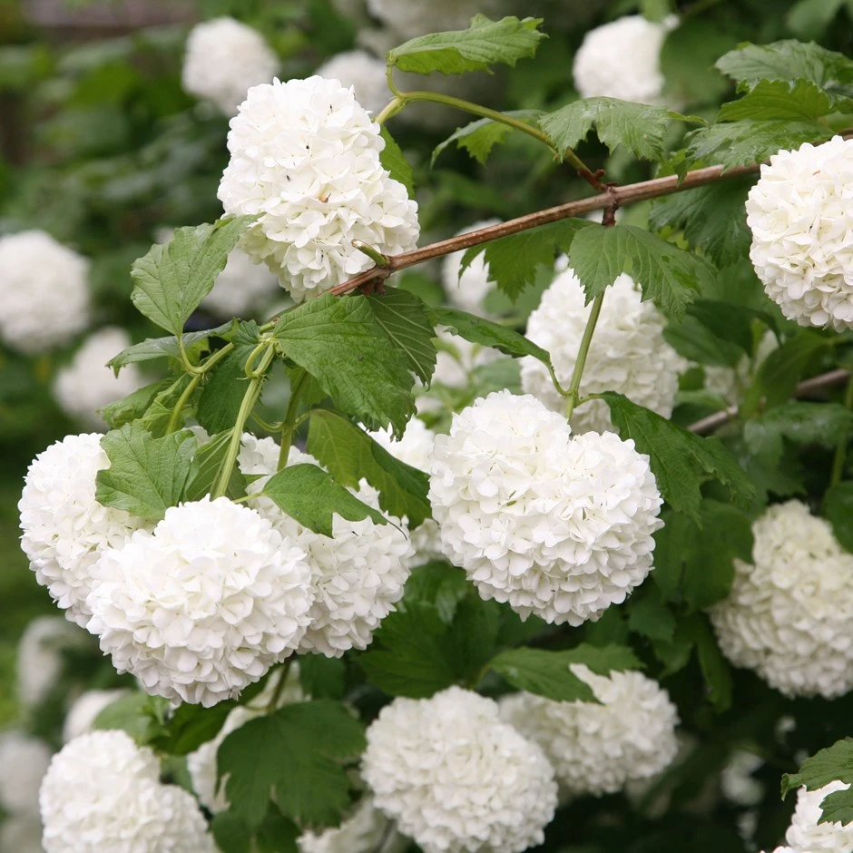 Viburnum opulus 'Roseum' (Kalina koralowa 'Roseum')