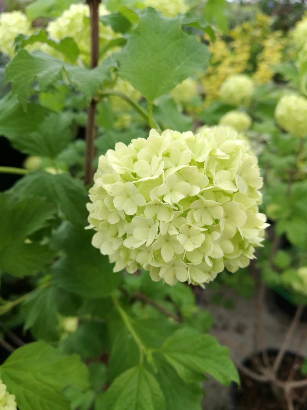 Viburnum opulus 'Roseum' (Kalina koralowa 'Roseum')
