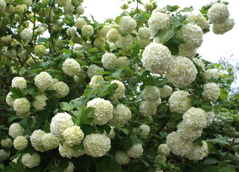 Viburnum opulus 'Roseum' (Kalina koralowa 'Roseum')