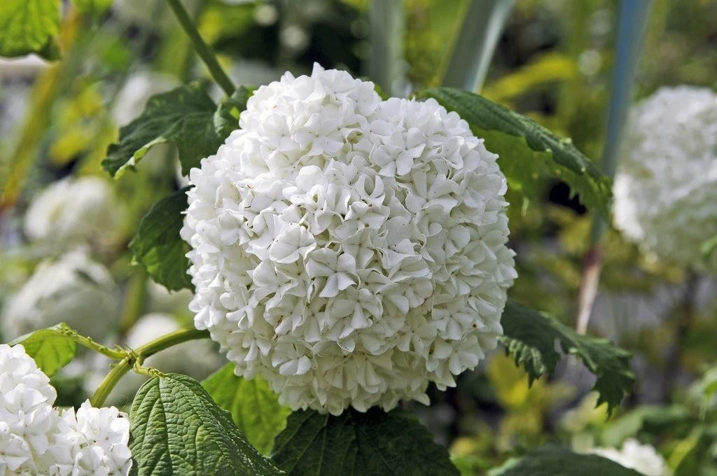 Viburnum opulus 'Roseum' (Kalina koralowa 'Roseum')