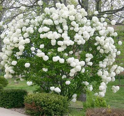 Viburnum opulus 'Roseum' (Kalina koralowa 'Roseum')