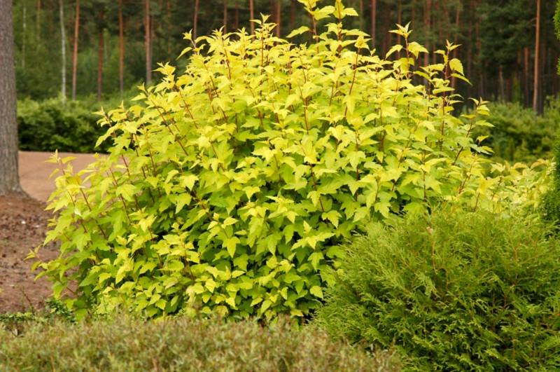 Physocarpus opulifolius 'Dart's Gold' (Pęcherznica kalinolistna 'Dart's Gold')