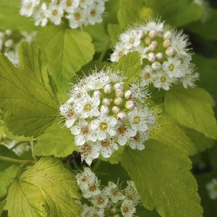 Physocarpus opulifolius 'Dart's Gold' (Pęcherznica kalinolistna 'Dart's Gold')