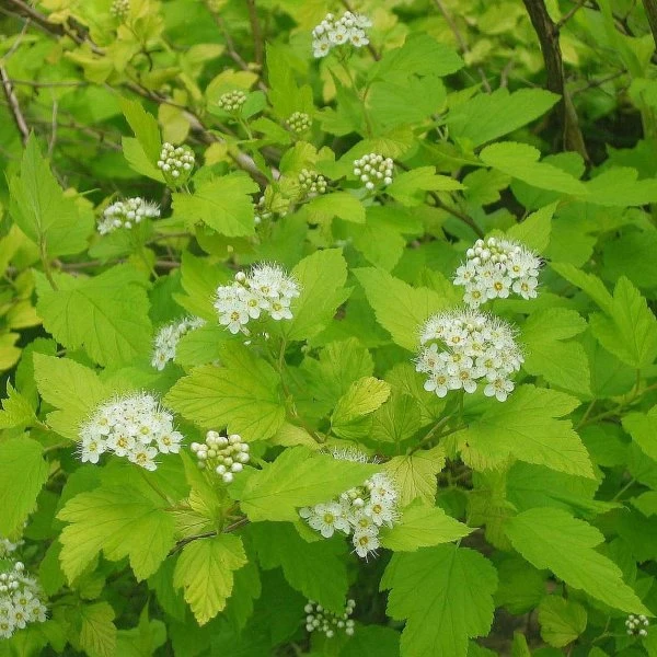 Physocarpus opulifolius 'Dart's Gold' (Pęcherznica kalinolistna 'Dart's Gold')