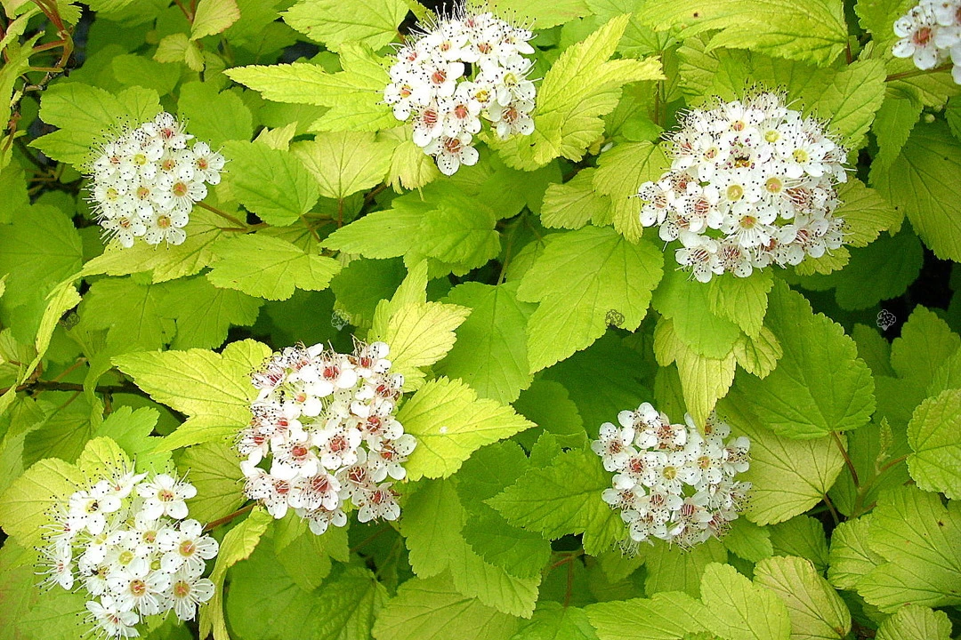 Physocarpus opulifolius 'Dart's Gold' (Pęcherznica kalinolistna 'Dart's Gold')