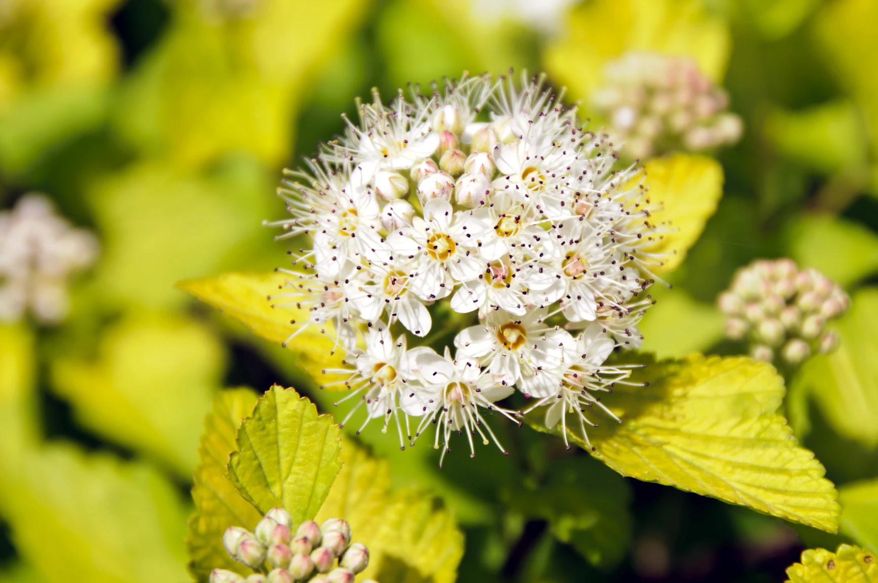 Physocarpus opulifolius 'Dart's Gold' (Pęcherznica kalinolistna 'Dart's Gold')