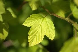 Physocarpus opulifolius 'Dart's Gold' (Pęcherznica kalinolistna 'Dart's Gold')