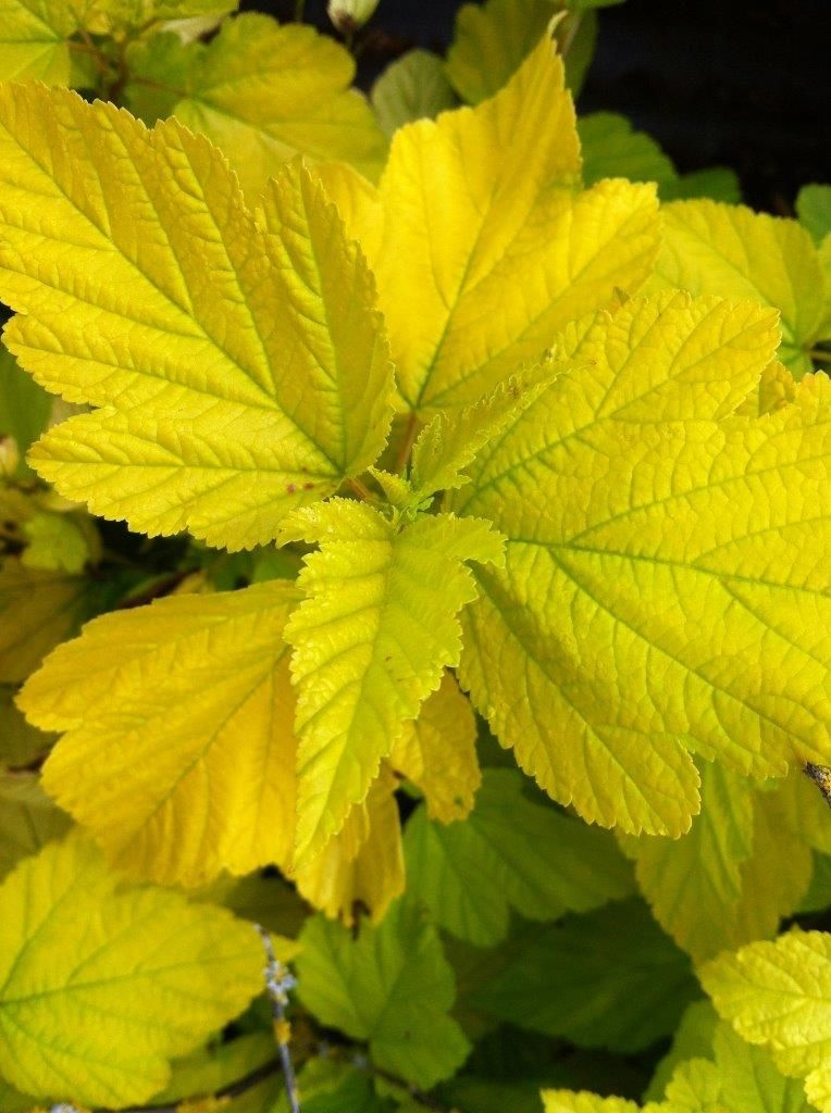Physocarpus opulifolius 'Dart's Gold' (Pęcherznica kalinolistna 'Dart's Gold')