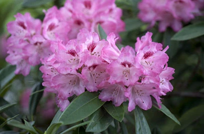 Rhododendron 'Sneezy' (Różanecznik 'Sneezy')
