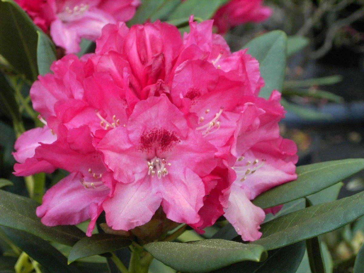 Rhododendron 'Sneezy' (Różanecznik 'Sneezy')