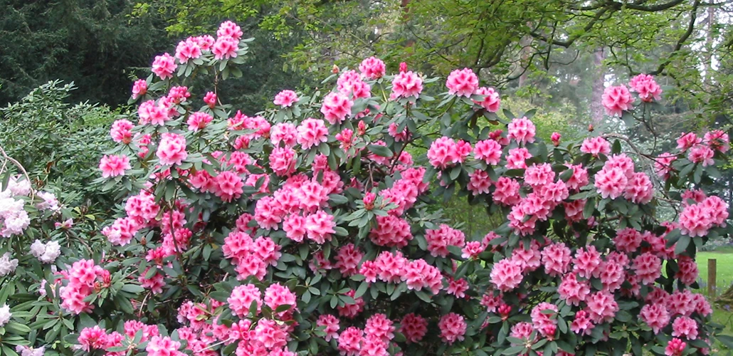 Rhododendron 'Sneezy' (Różanecznik 'Sneezy')