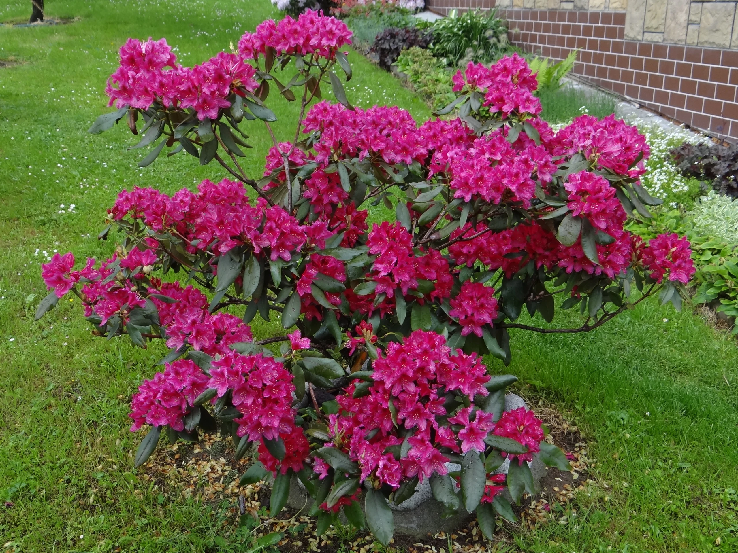 Rhododendron 'Nova Zembla' (Różanecznik 'Nova Zembla')