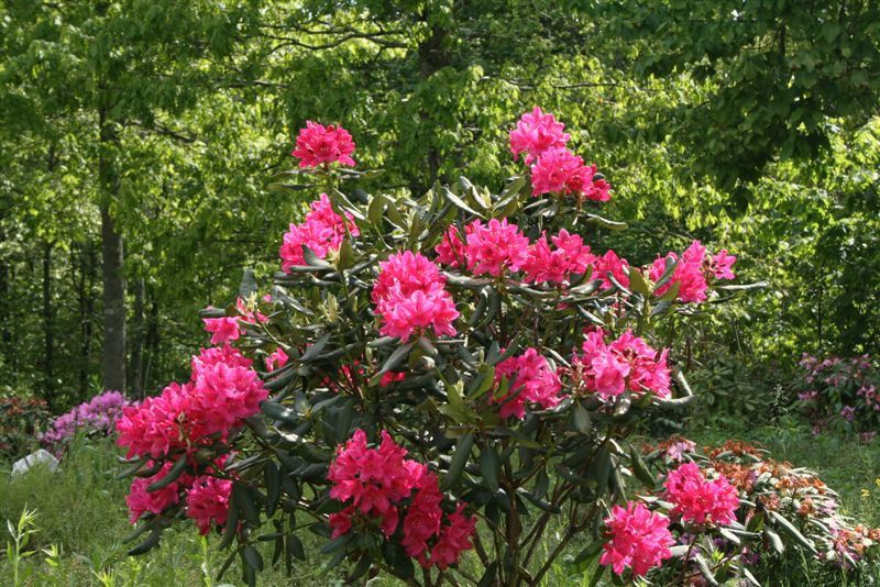 Rhododendron 'Nova Zembla' (Różanecznik 'Nova Zembla')