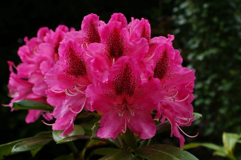 Rhododendron 'Nova Zembla' (Różanecznik 'Nova Zembla')