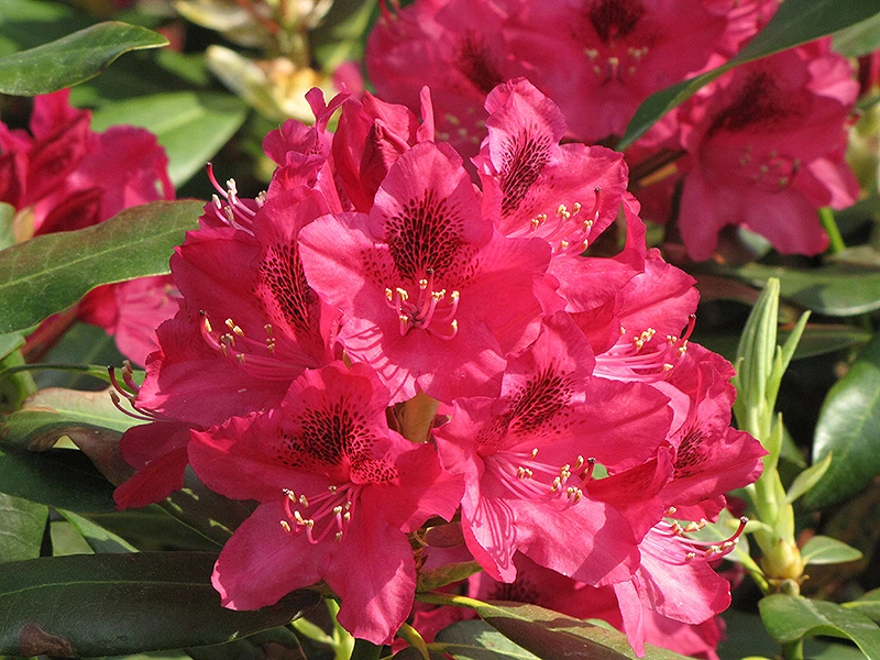 Rhododendron 'Nova Zembla' (Różanecznik 'Nova Zembla')