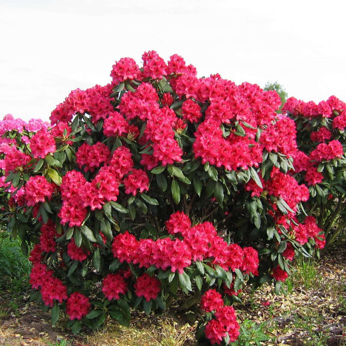 Rhododendron 'Nova Zembla' (Różanecznik 'Nova Zembla')