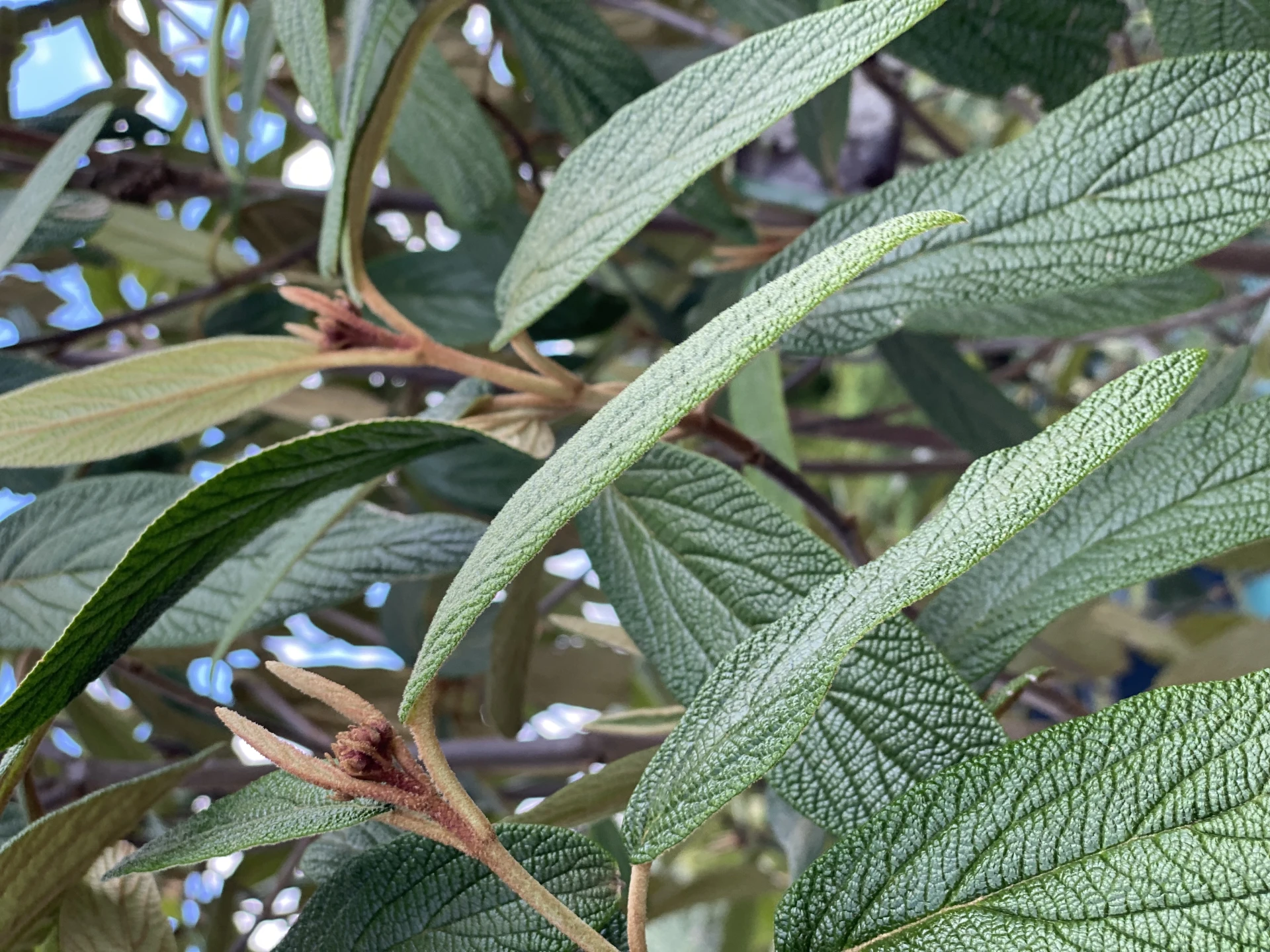 Viburnum rhytidophyllum (Kalina sztywnolistna)