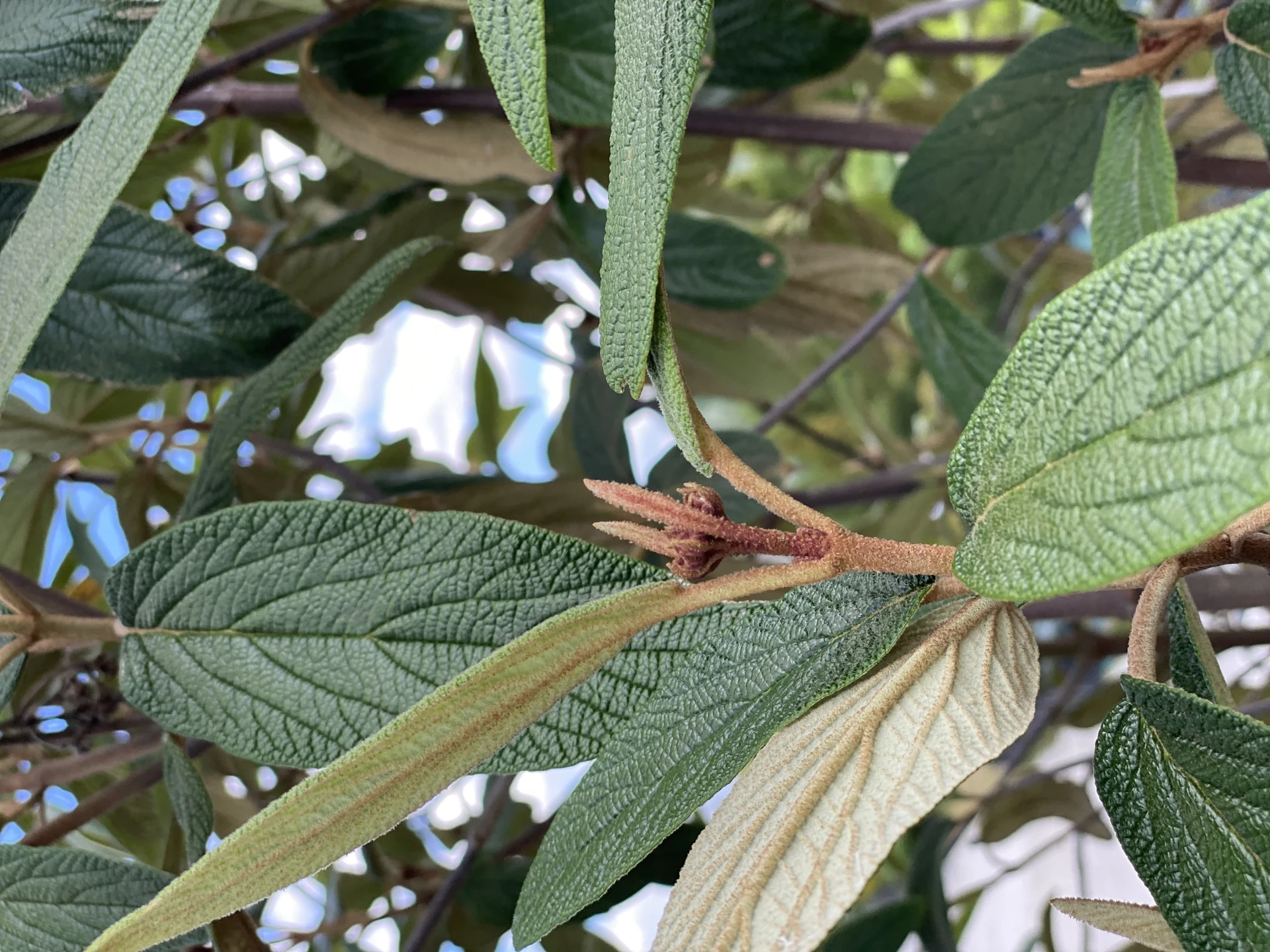 Viburnum rhytidophyllum (Kalina sztywnolistna)