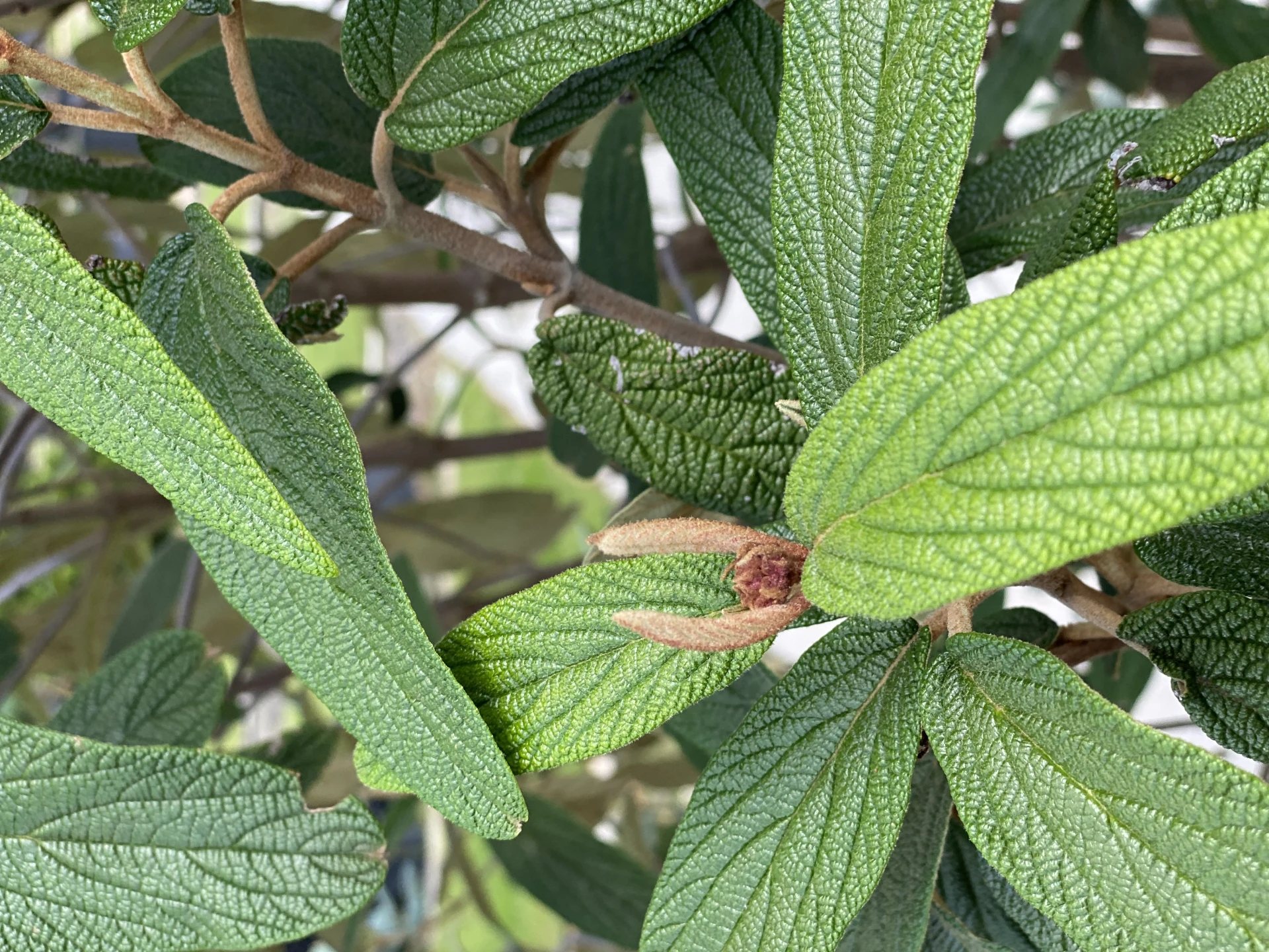 Viburnum rhytidophyllum (Kalina sztywnolistna)