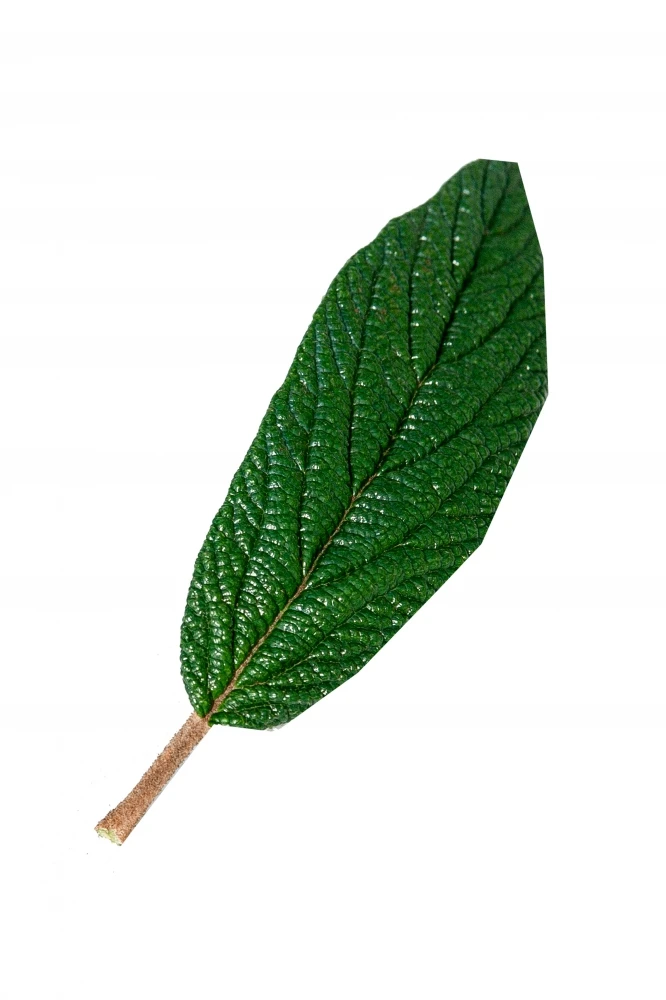 Viburnum rhytidophyllum (Kalina sztywnolistna)