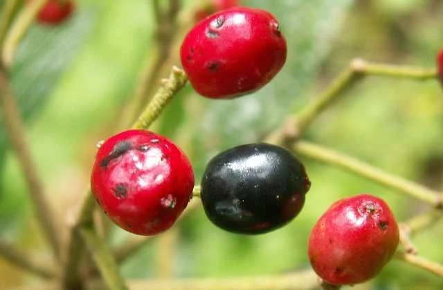Viburnum rhytidophyllum (Kalina sztywnolistna)