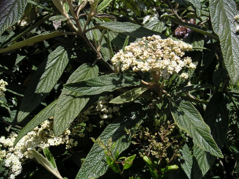 Viburnum rhytidophyllum (Kalina sztywnolistna)