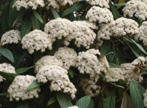 Viburnum rhytidophyllum (Kalina sztywnolistna)