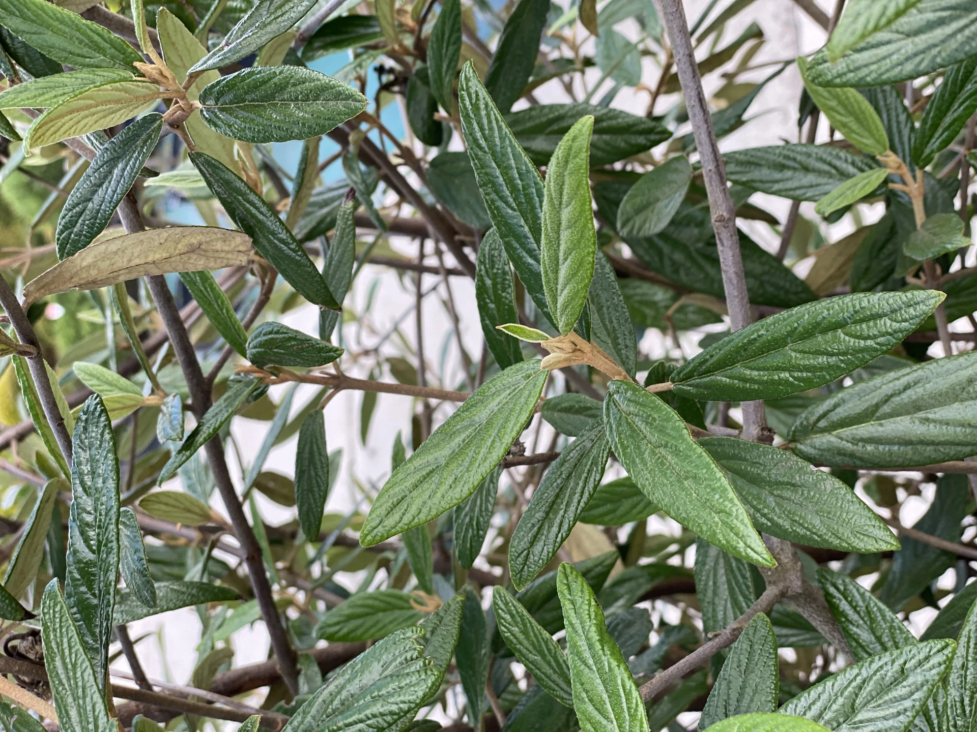 Viburnum rhytidophyllum (Kalina sztywnolistna)