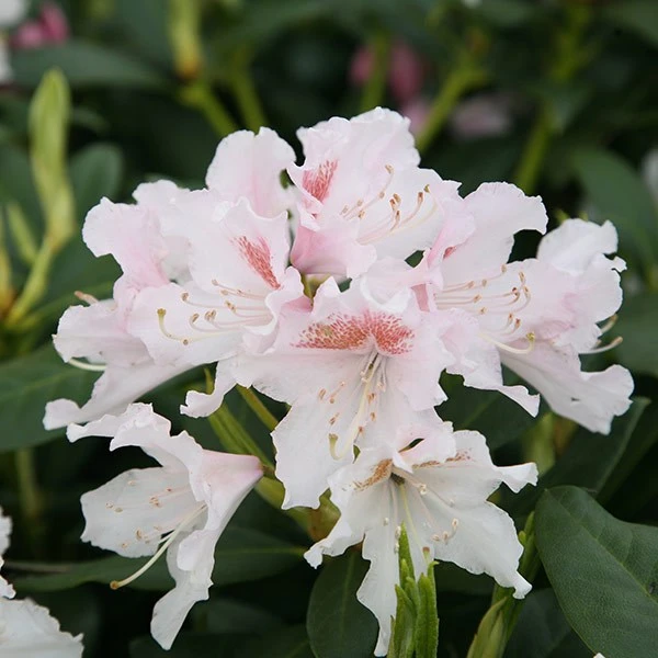 Rhododendron 'Cunningham's White' (Różanecznik 'Cunningham's White')
