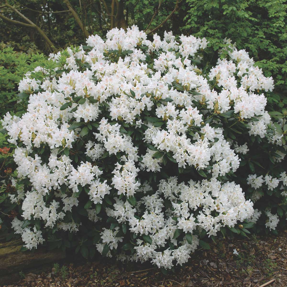 Rhododendron 'Cunningham's White' (Różanecznik 'Cunningham's White')