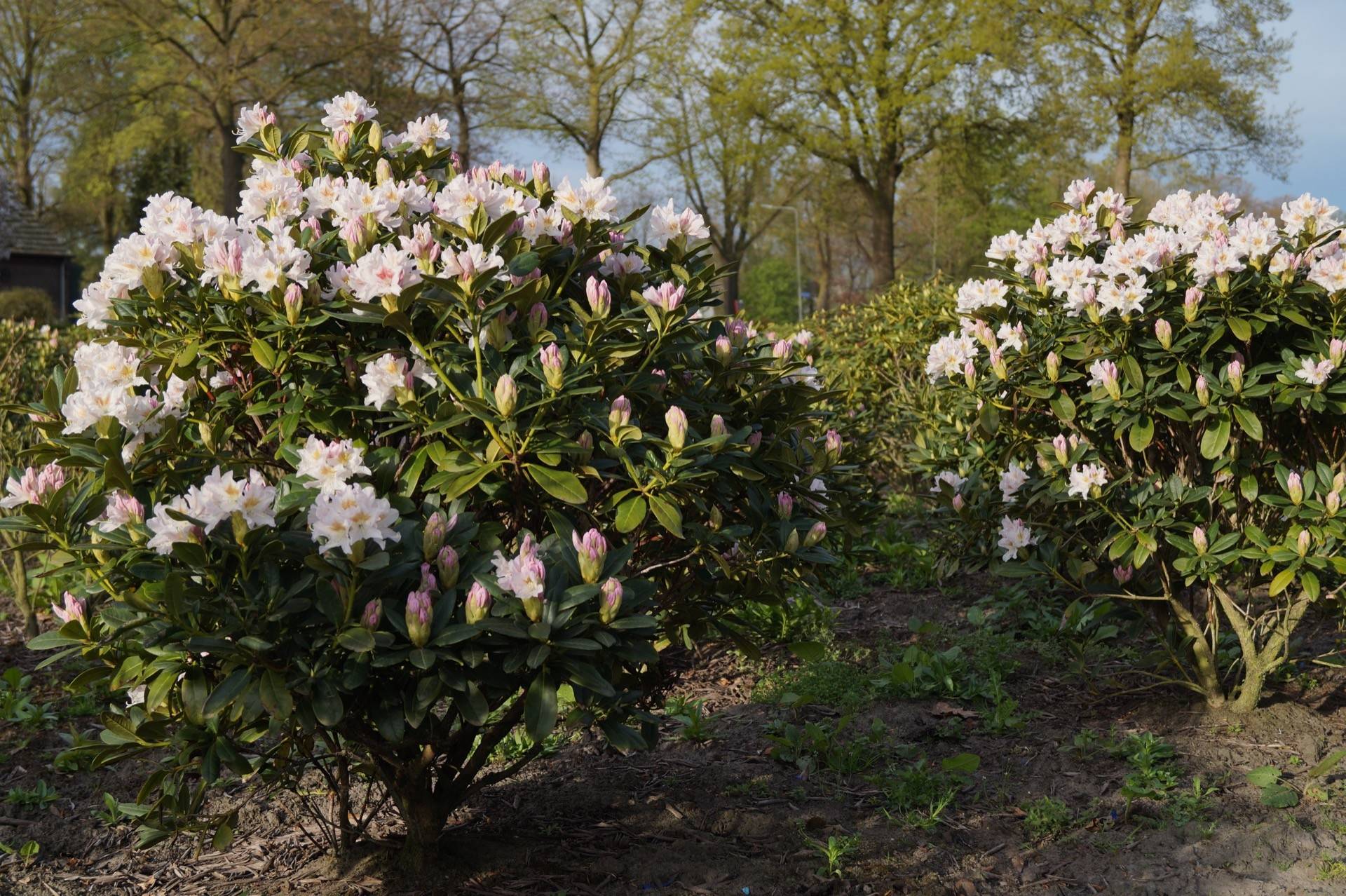 Rhododendron 'Cunningham's White' (Różanecznik 'Cunningham's White')