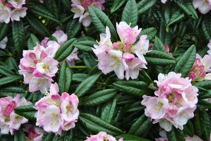 Rhododendron 'Brigitte' (Różanecznik 'Brigitte')