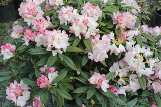 Rhododendron 'Brigitte' (Różanecznik 'Brigitte')