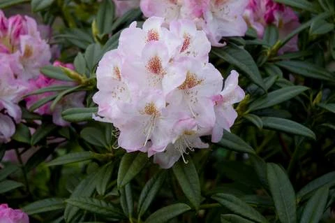 Rhododendron 'Brigitte' (Różanecznik 'Brigitte')