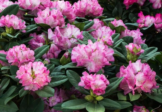 Rhododendron 'Brigitte' (Różanecznik 'Brigitte')